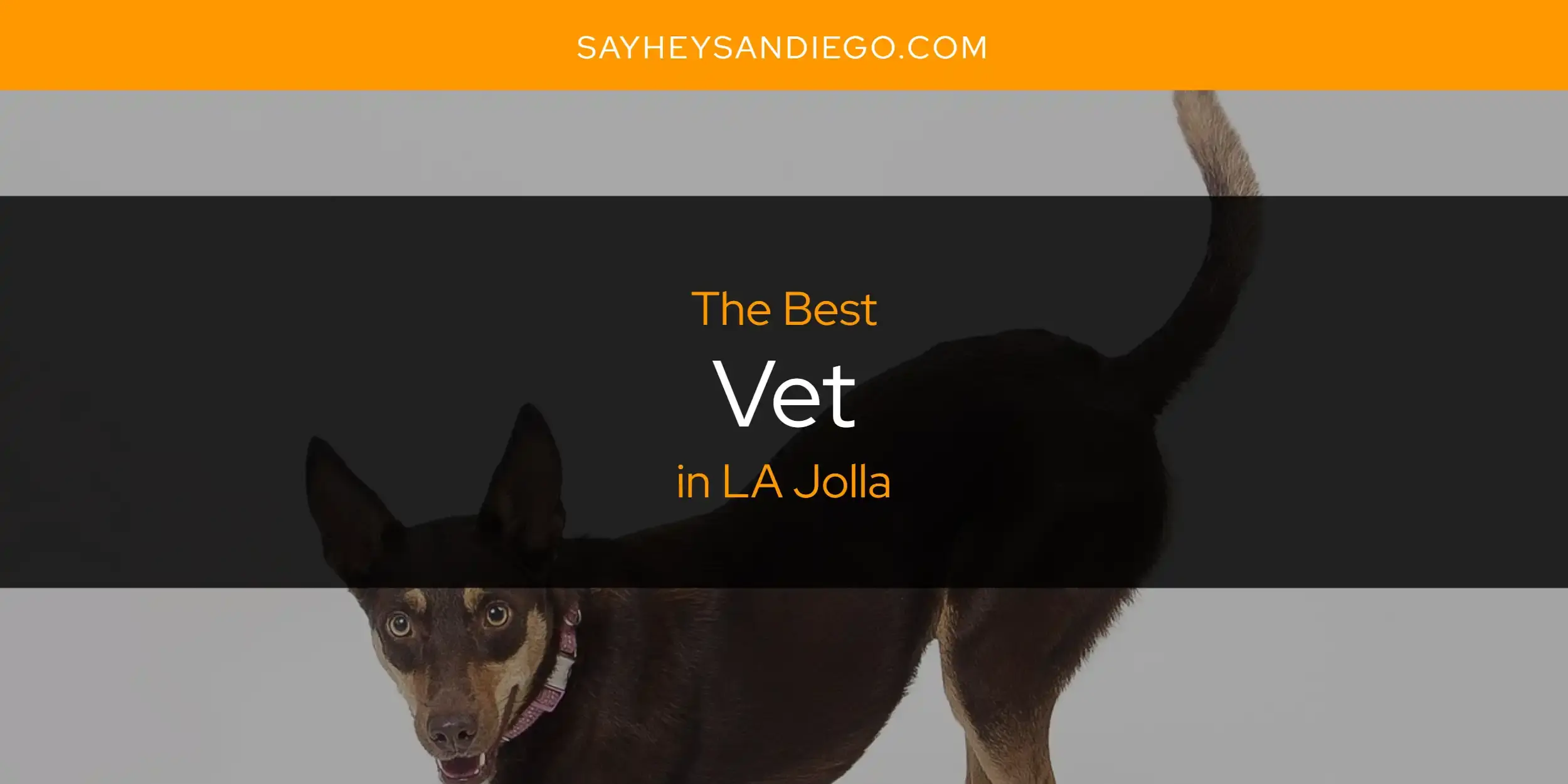 LA Jolla's Best Vet [Updated 2024]