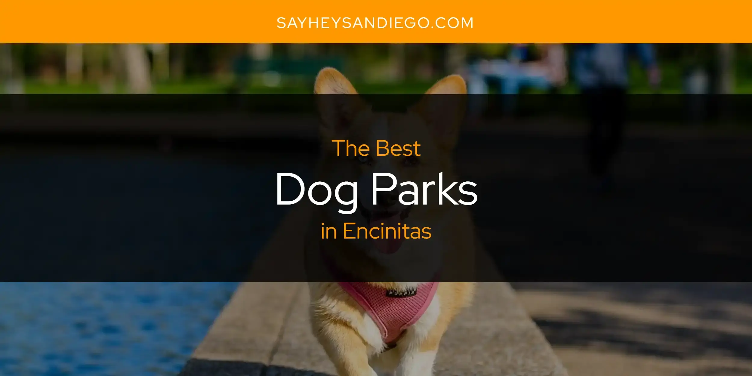 The Absolute Best Dog Parks in Encinitas  [Updated 2024]